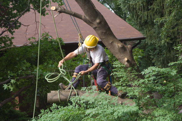 How Our Tree Care Process Works  in  Plentywood, MT