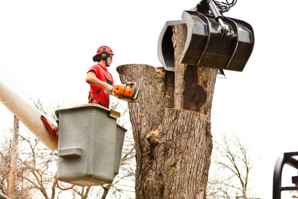 Best Aeration Services  in Plentywood, MT